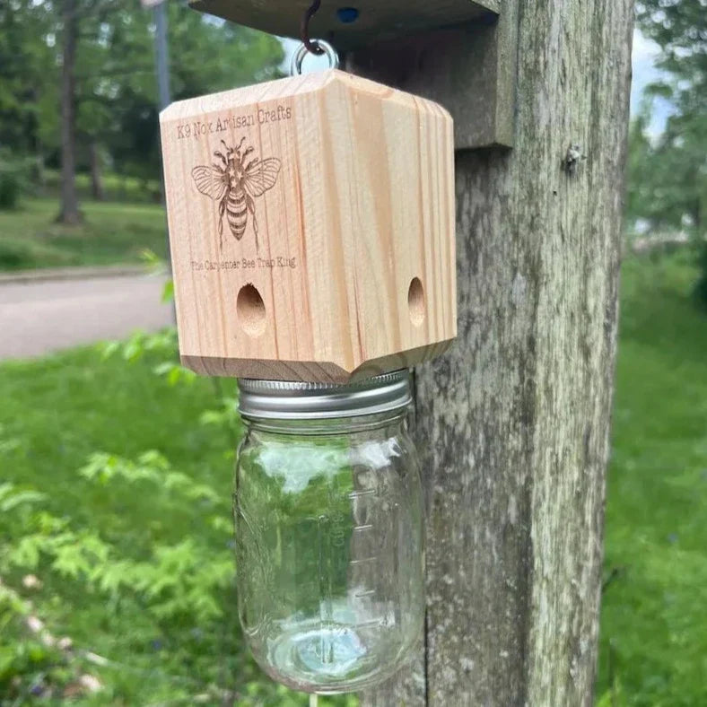 Best Carpenter Bee Trap